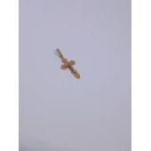 Cruce Din Aur Proba 585* 0,54 gr