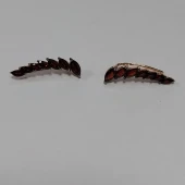 Cercei din Aur Proba 585* 1,83 gr