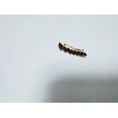 Cercei Din Aur Proba 585 1,83 gr